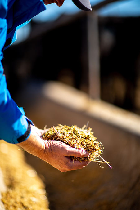 Feeding Cattle