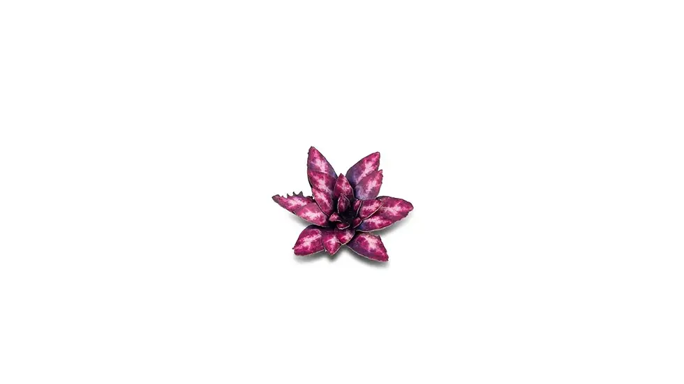 Miniaturbild: Laser Plants - Alien Rosette