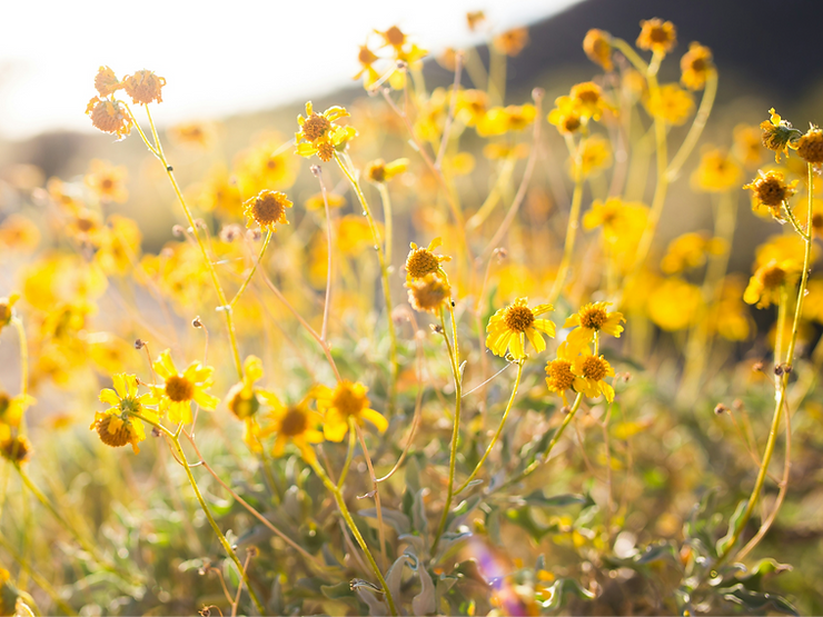 Image from Unsplash
