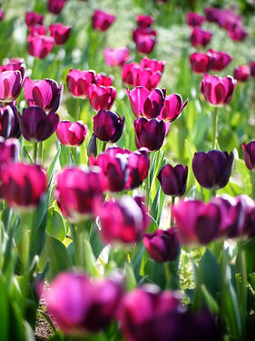 tulips-366661_1920.jpg