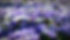crocus-1261310_1280.jpg