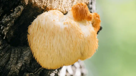 Could Lion’s Mane Mushroom Become a Treatment for Alzheimer’s and Mild Cognitive Impairment?