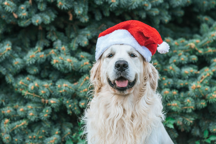 a friendly golden retriever wearing a santa cap while sitting in front of an evergreen