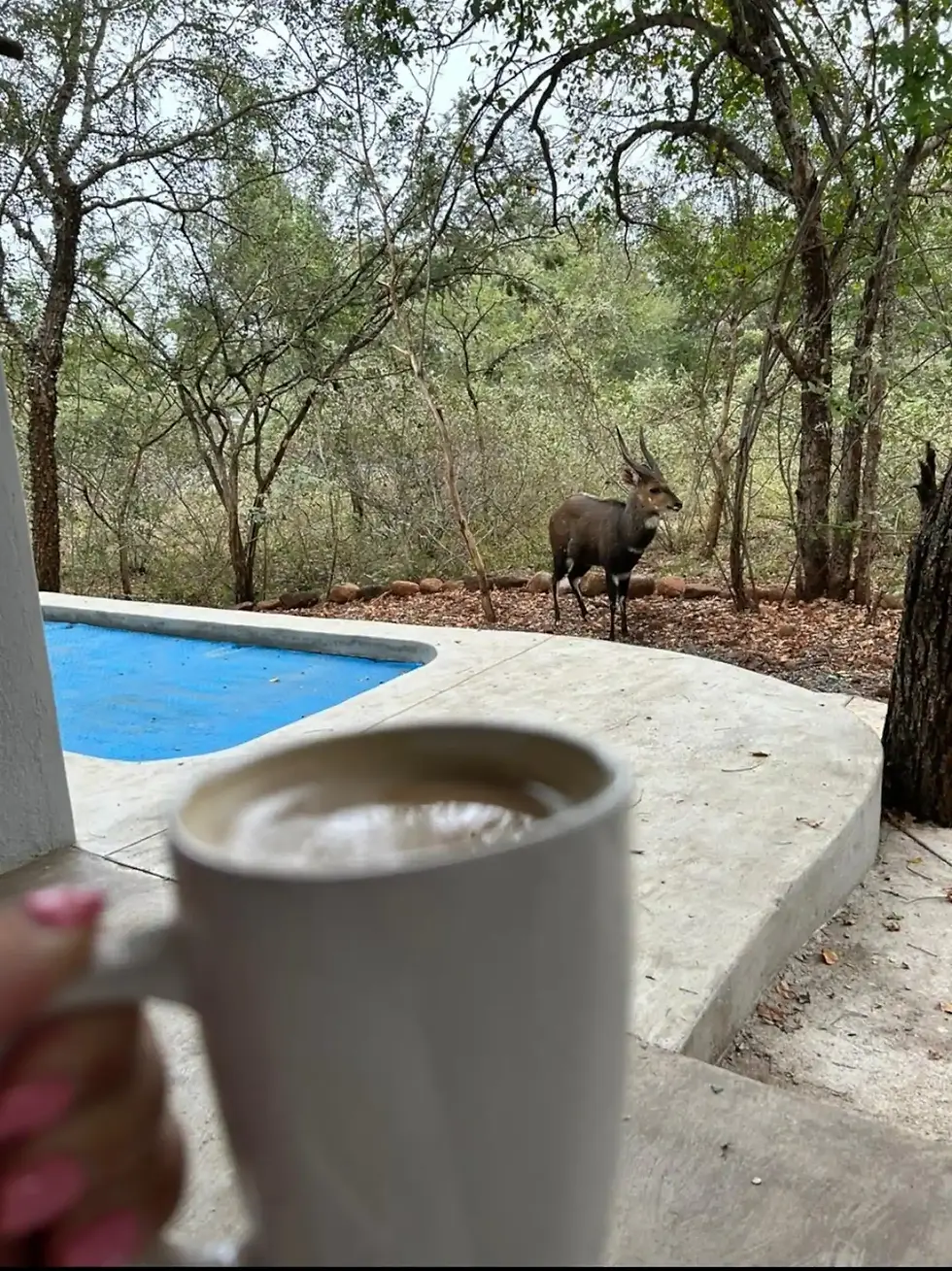 Thumbnail: KRUGER BUSHBUCK