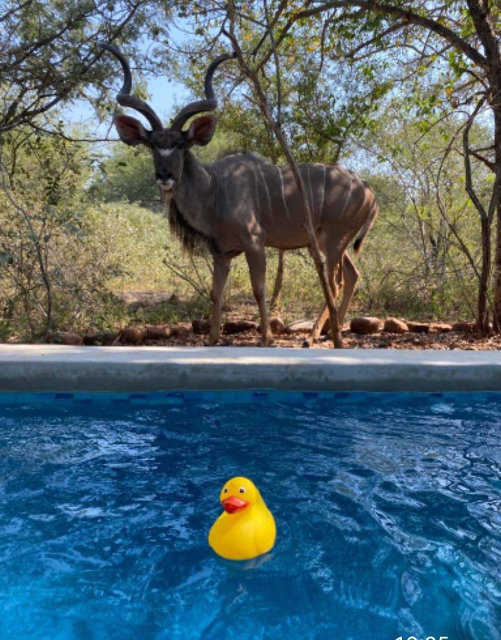 Thumbnail: KRUGER BUSHBUCK