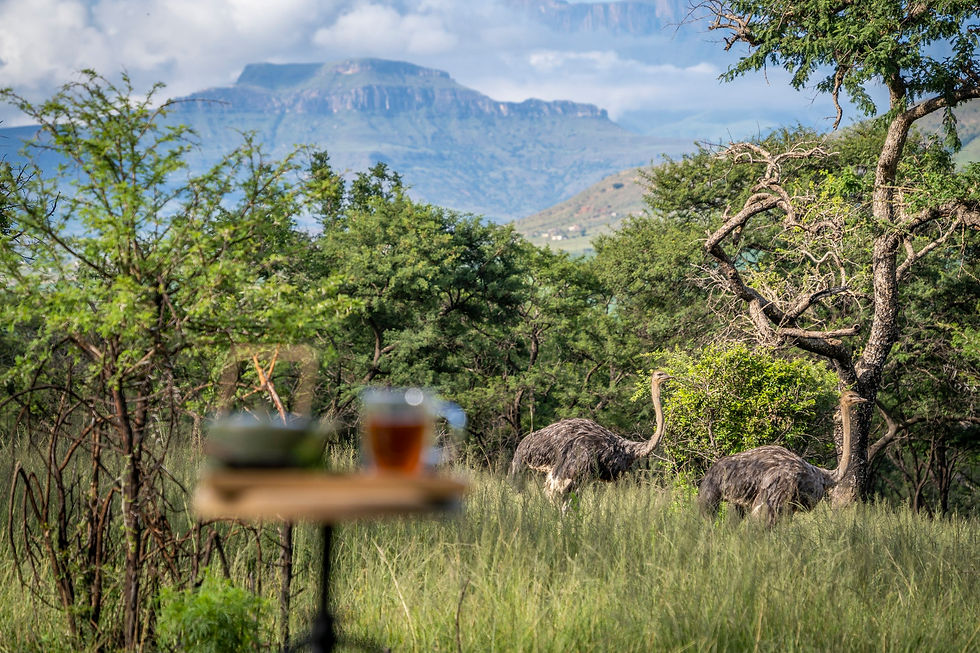 Thumbnail: NORTHERN DRAKENSBERG