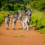 Thumbnail: GREATER PILANESBERG 2PAX