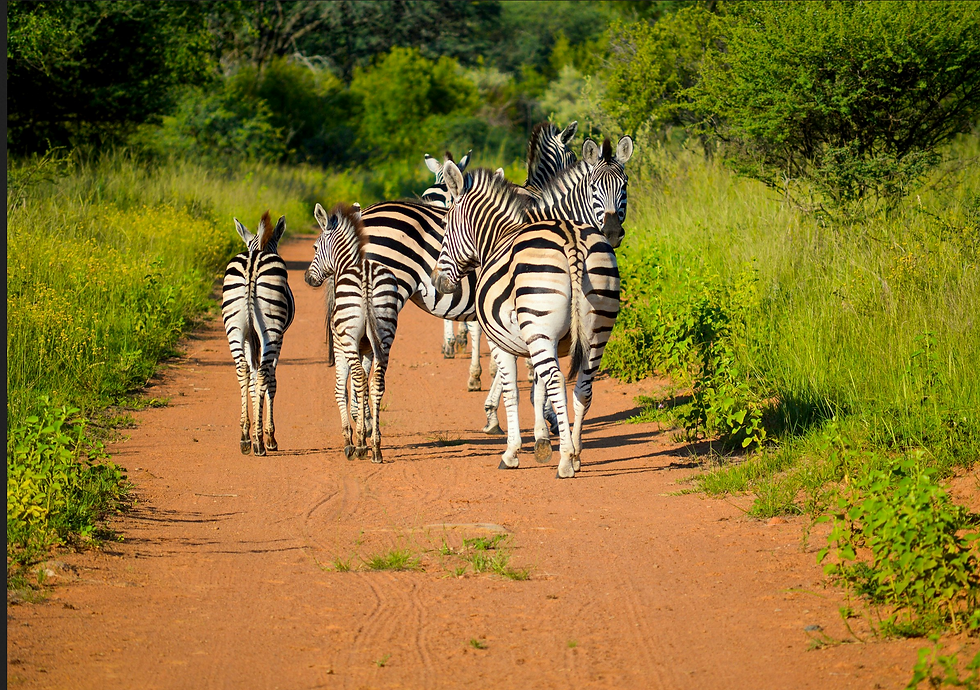 Thumbnail: GREATER PILANESBERG 2PAX