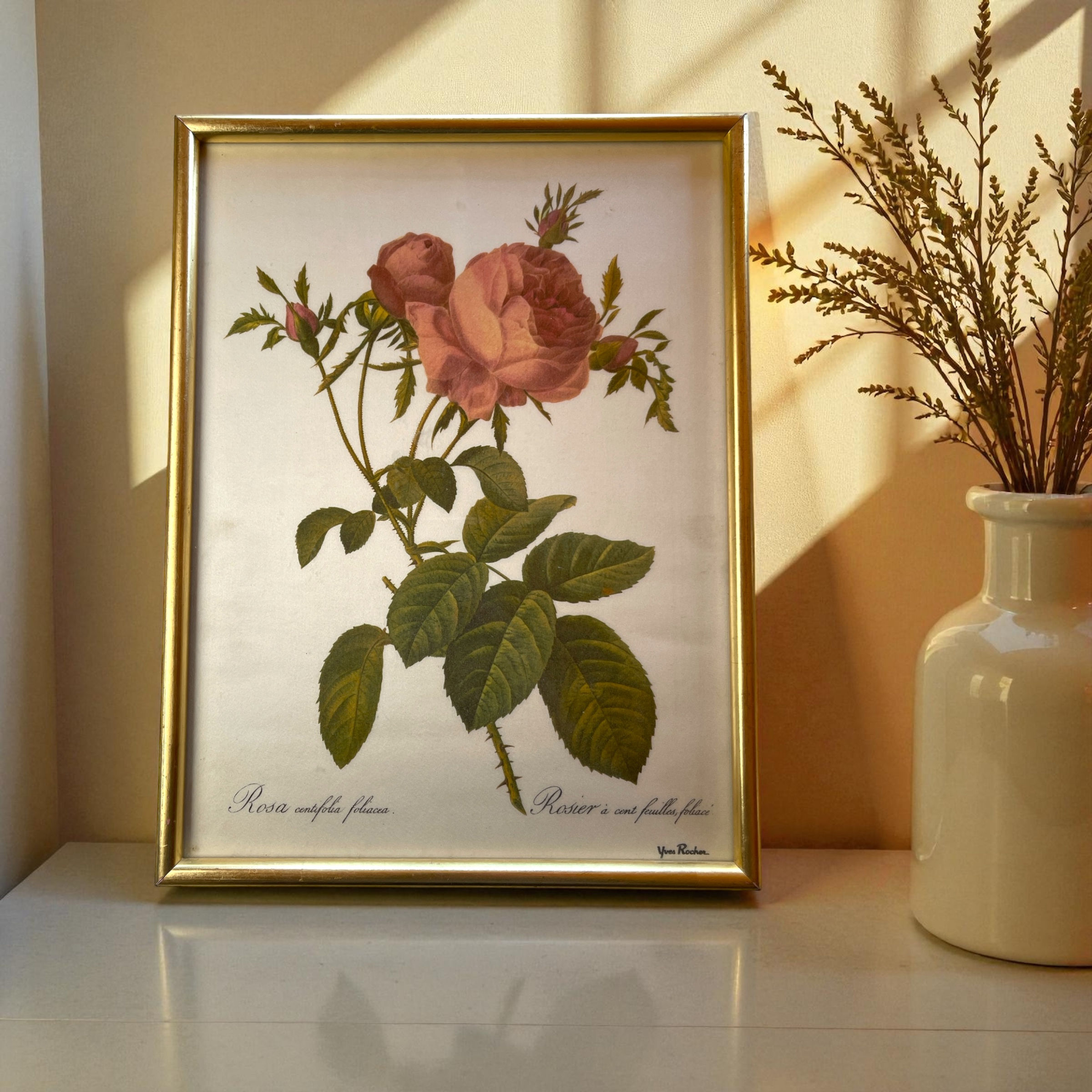 Tableau « Rosier à cent feuilles »