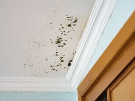 Mold Awareness in Seattle: Seasonal Prevention Tips