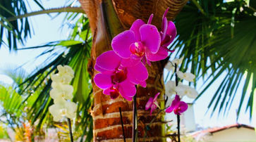 Jardim na Pousada o Caribe de Maragogi 3