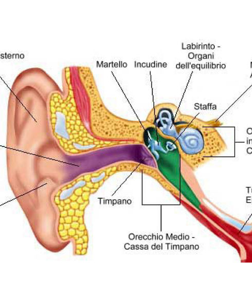 salvinelli_anatomia_orecchio_1_ok.jpg