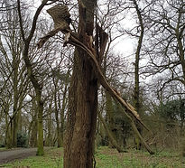 Arborist inspecting a tree for defects during a tree risk inspection