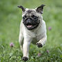 pug.jpg