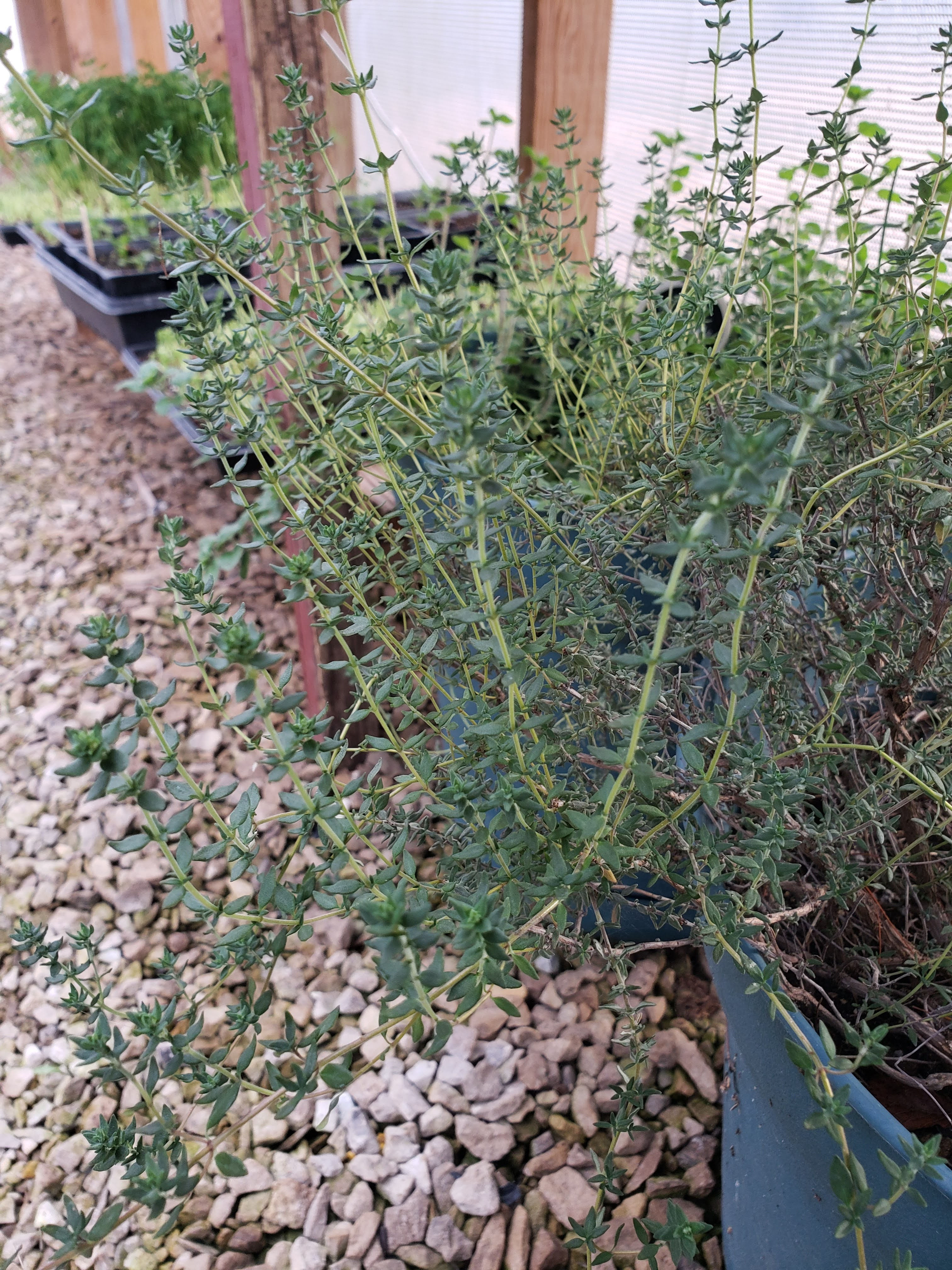 THYME- HERB 1 BUNCH