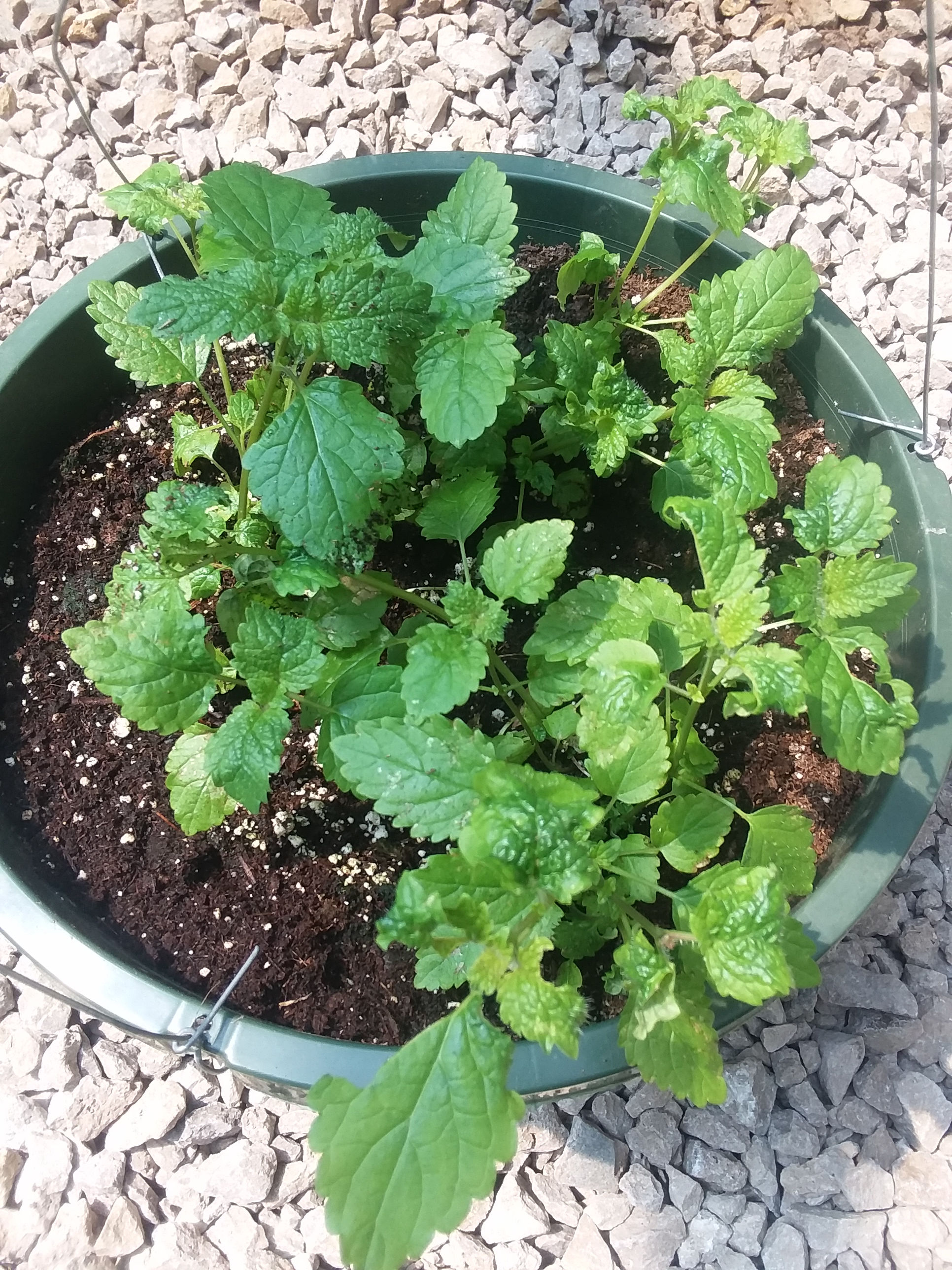 LEMON BALM