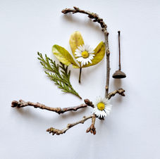 A photo by Tina Peacock showing a daisy and fauna.