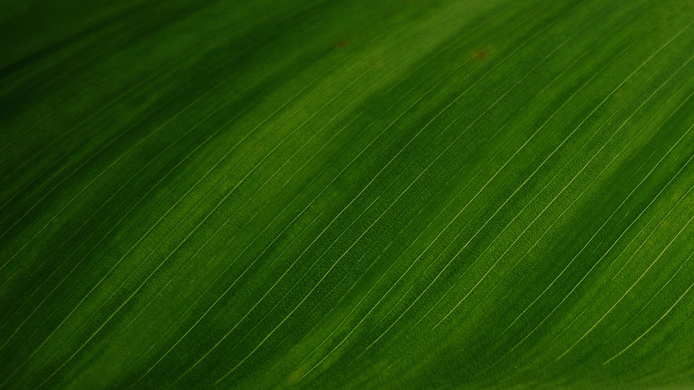 Green Leaf_edited.jpg
