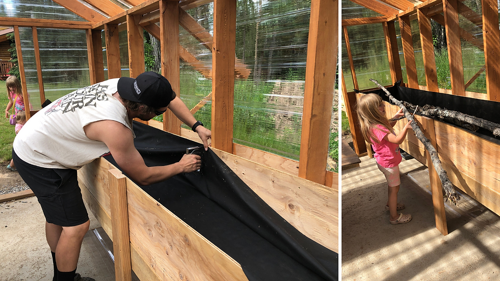 a family builds a greenhouse in interior Alaska with raised beds for producing harvest in zone 2&3