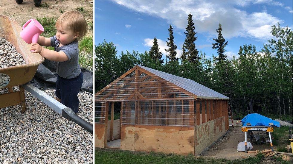 a family builds a greenhouse in interior Alaska with raised beds for producing harvest in zone 2&3