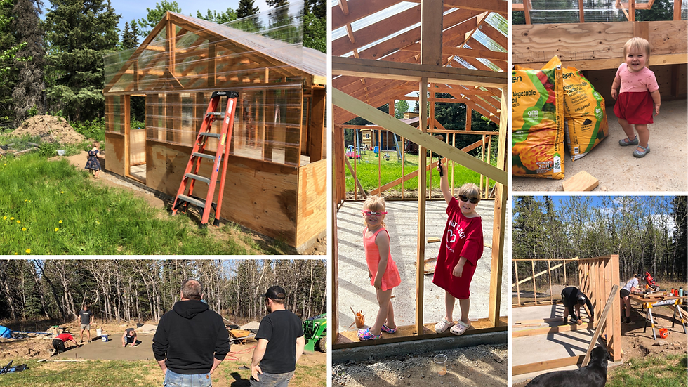 a family builds a greenhouse in interior Alaska with raised beds for producing harvest in zone 2&3