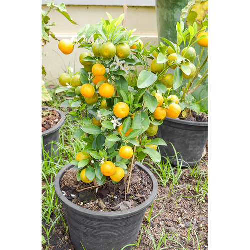 あきらぶ　　 ヒメイワダレソウ　１２０鉢　７.５cm Kumquat Meiwa (Grafted) | Trish'sTabebuiaSeeds