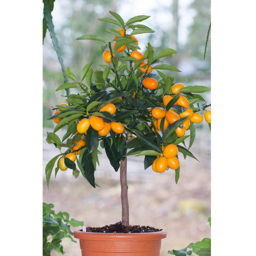 あきらぶ　　 ヒメイワダレソウ　１２０鉢　７.５cm Kumquat Meiwa (Grafted) | Trish'sTabebuiaSeeds