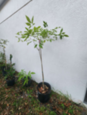 Pink Tabebuia Tree 7 gallon & 1 gallon plus shipping 