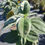 Thumbnail: Tibouchina Princess Flower