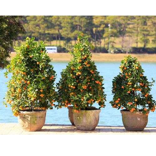 あきらぶ　　 ヒメイワダレソウ　１２０鉢　７.５cm Kumquat Meiwa (Grafted) | Trish'sTabebuiaSeeds