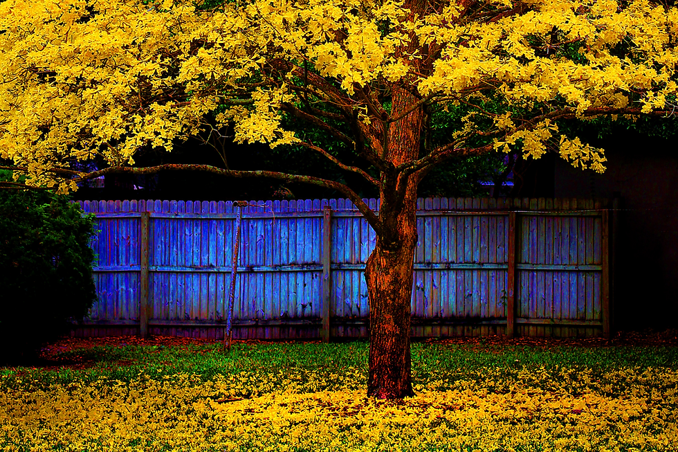 Thumbnail: 10 Tabebuia Seeds 
