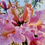 Thumbnail: Pink Tabebuia Tree