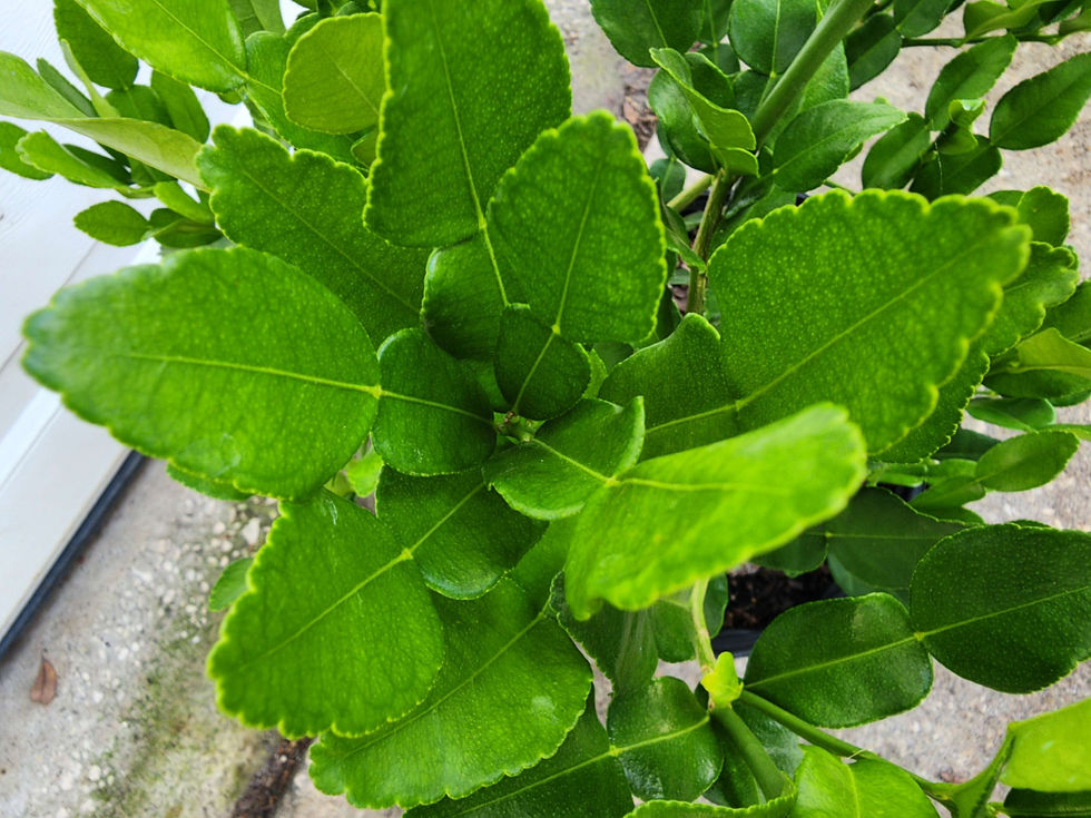 Thumbnail: Kaffir Lime bush