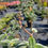 Thumbnail: Tibouchina Princess Flower