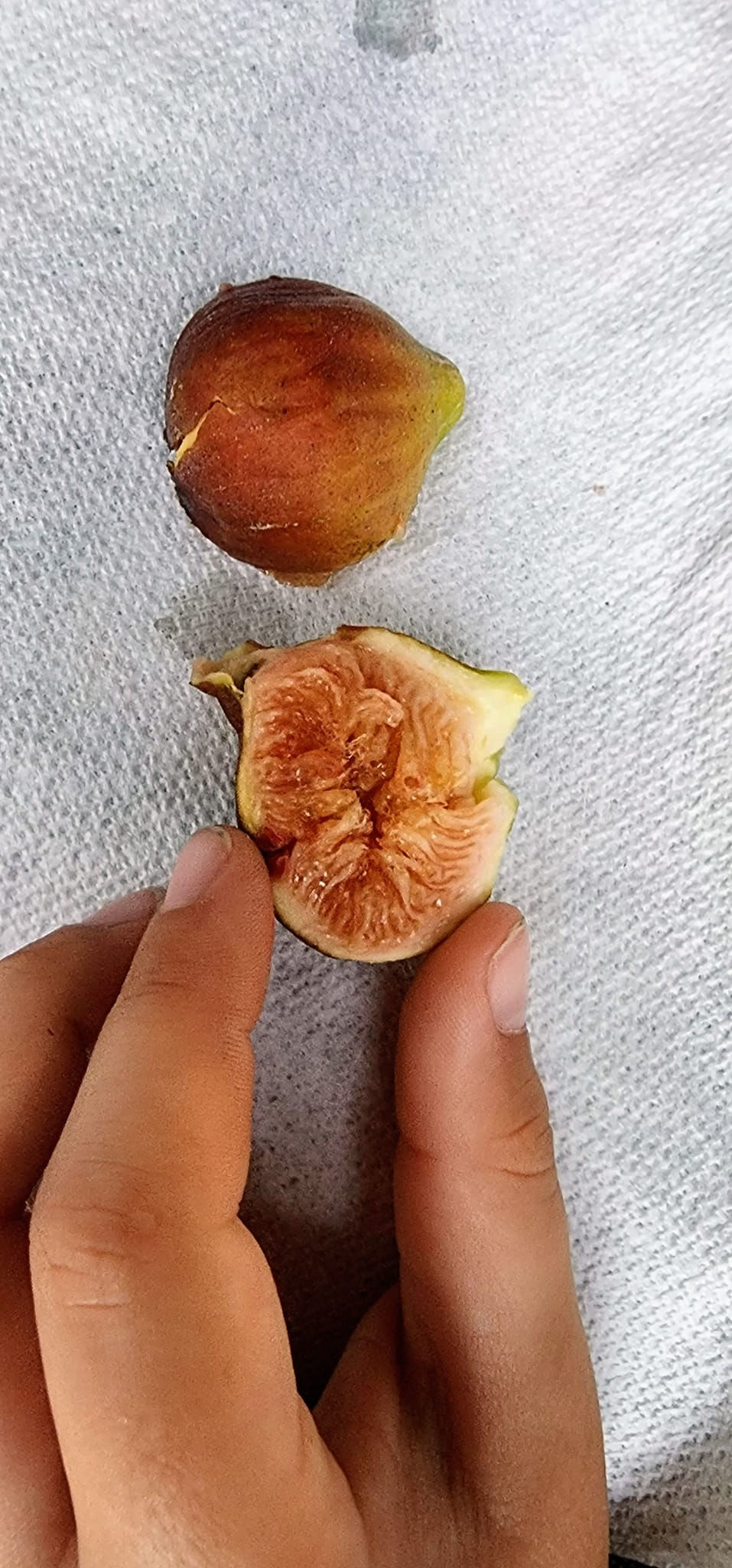 Thumbnail: Olympia Figs