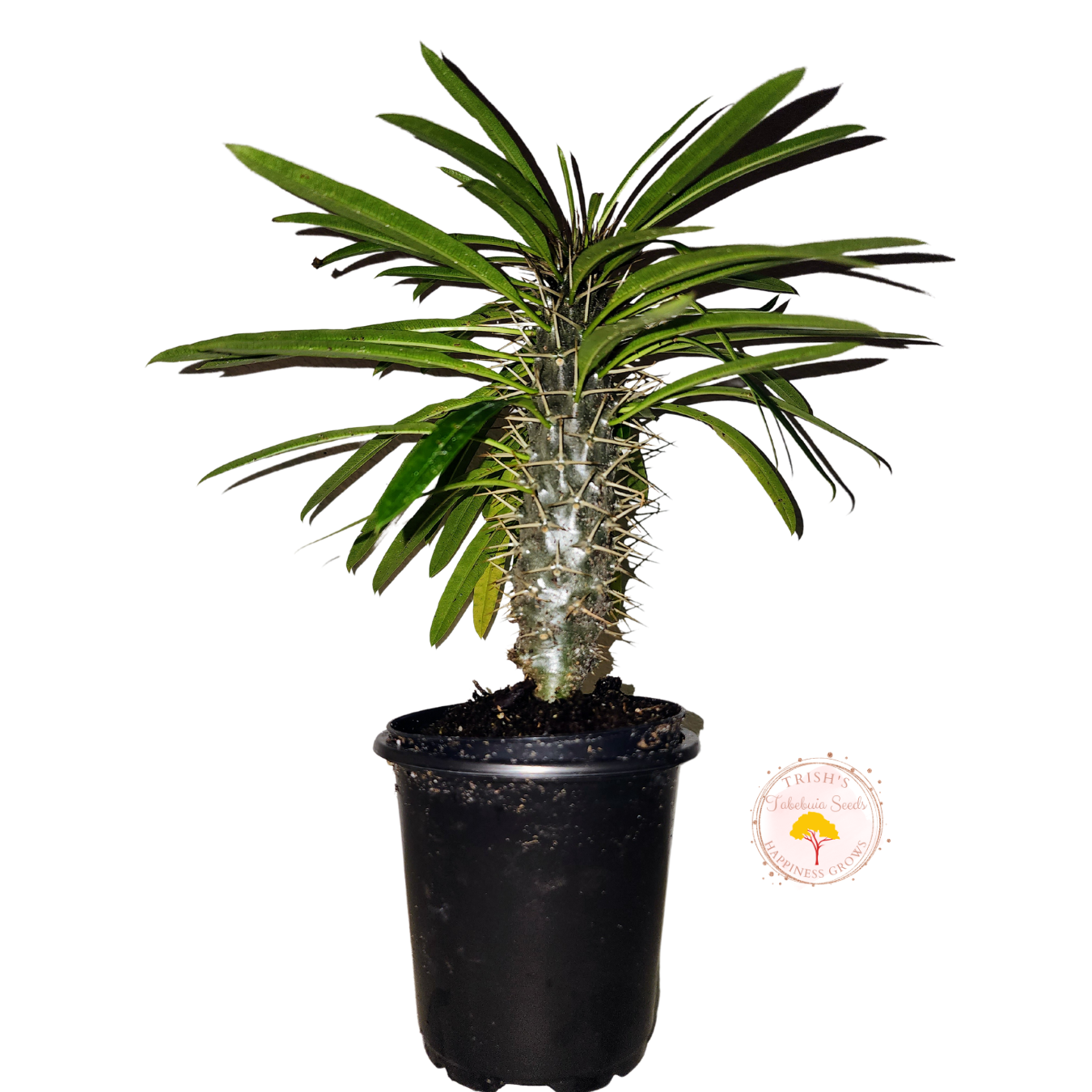 Madagascar Palm (Pachypodium lamerei)