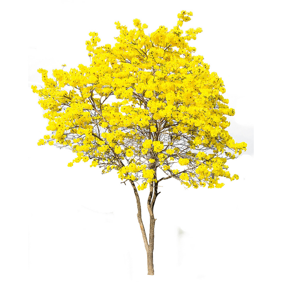 Thumbnail: 10 Tabebuia Seeds 