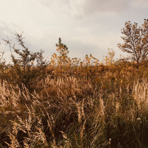 Nature : A Natural Thing to Love 