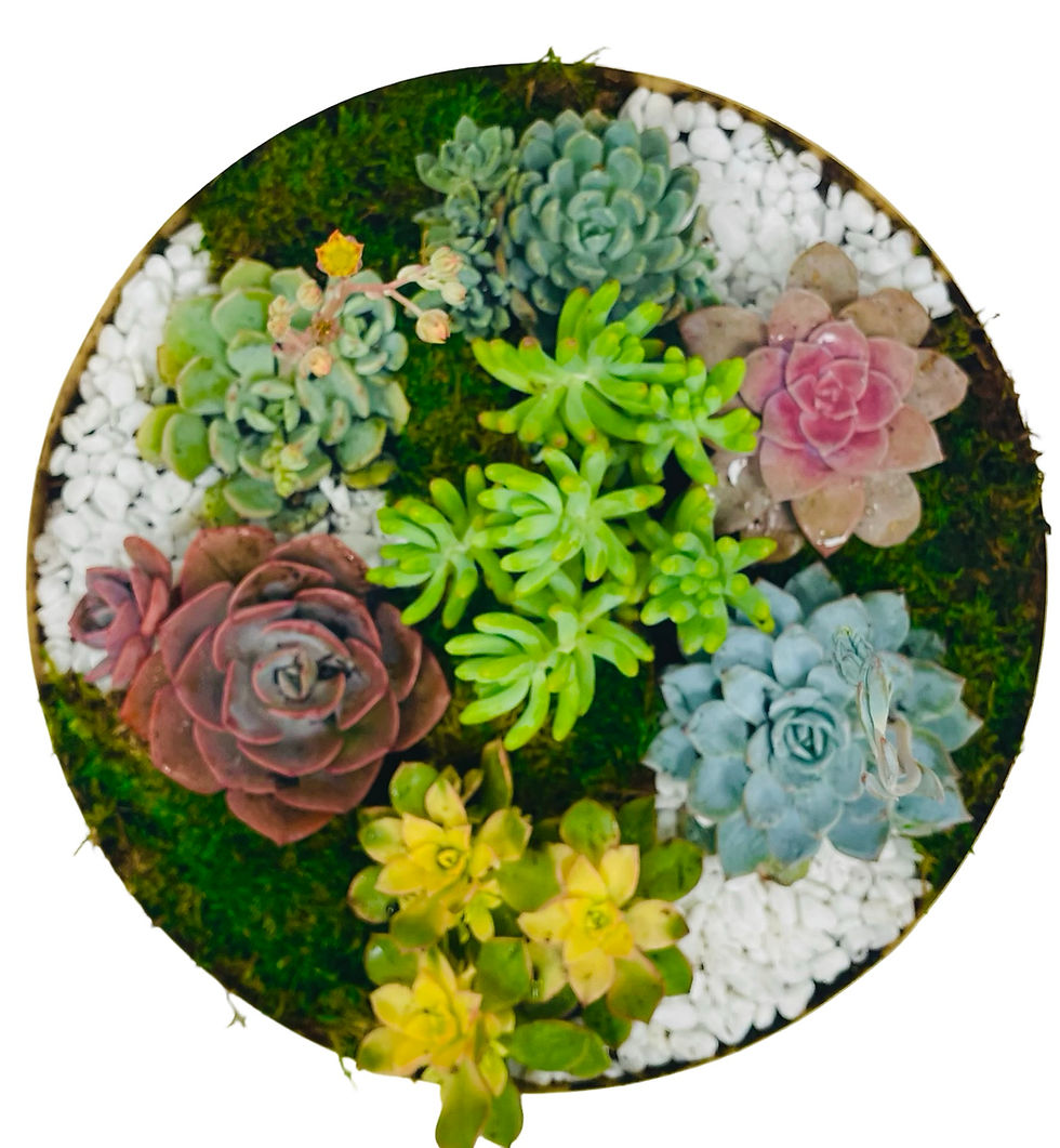 Thumbnail: Mixed Succulent Bowl