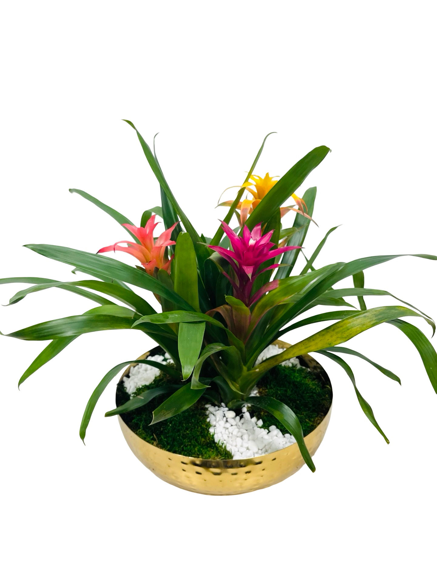 Bromeliad Planter 