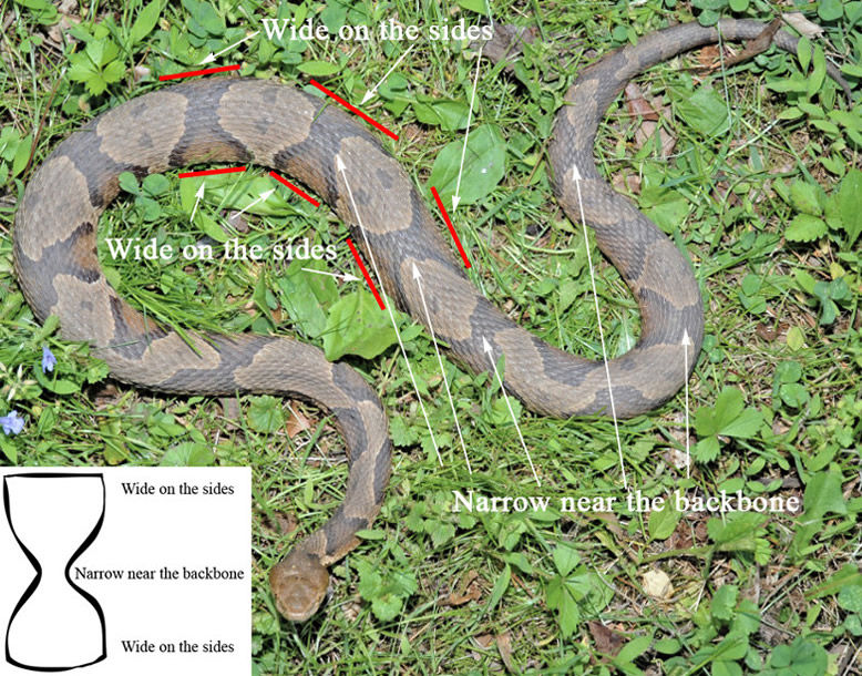 Copperhead vs Black Snakes