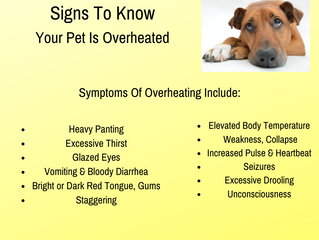 Signs To Know If Your Pet Is Overheated