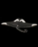 Thumbnail: Manny the Manta Ray