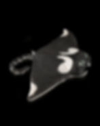 Thumbnail: Manny the Manta Ray