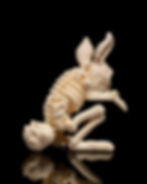 Thumbnail: Skeleton Bunny