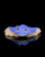 Thumbnail: Ray the Manta Ray