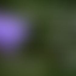 Lake Hopatcong Foundation's Native Plant Sale Returns