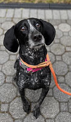 A dog with big ears looking at the camera