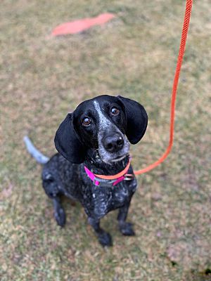 A dog with big ears looking at the camera