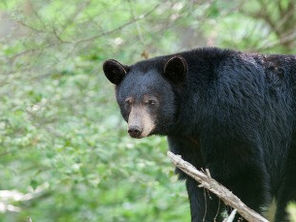 NJDEP Advises Public To Be Aware Of Black Bears And Take Steps To Reduce Encounters